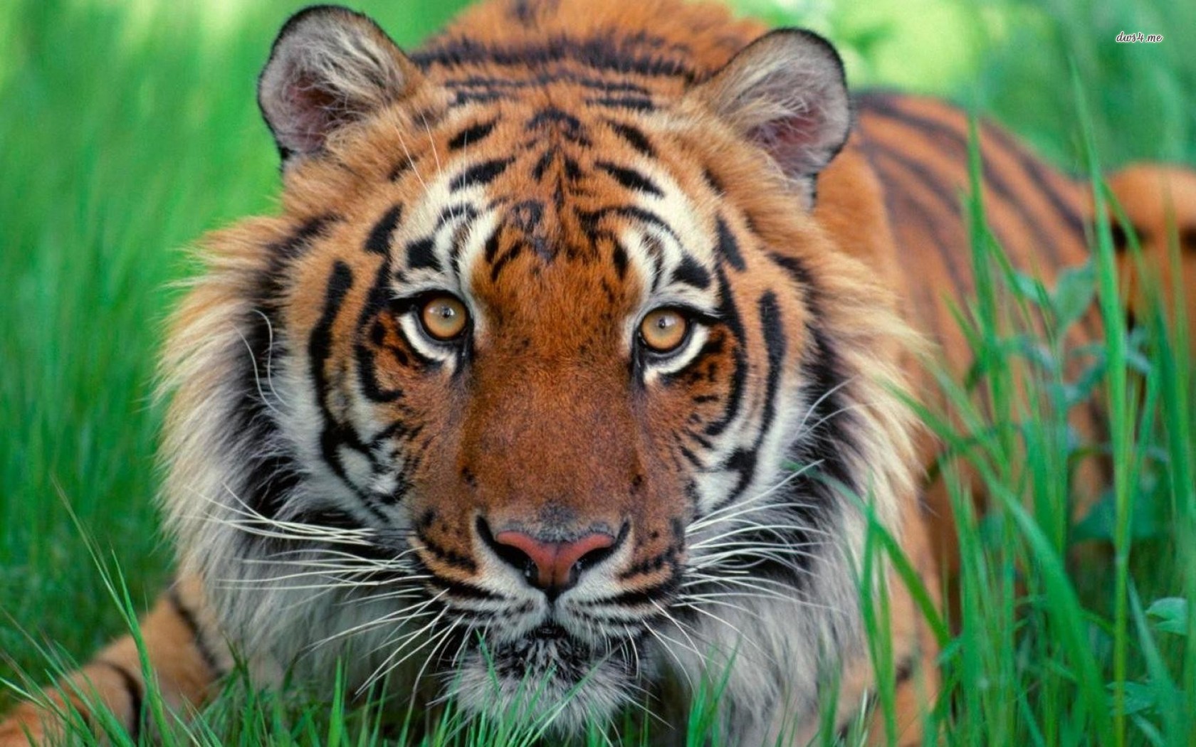 Тигр в траве без смс
